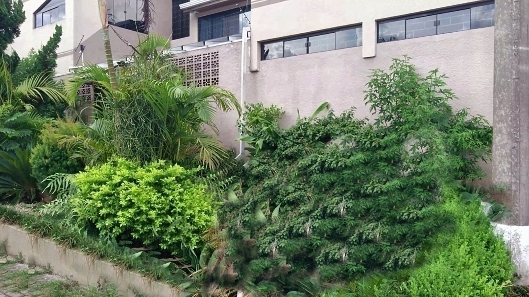 Casa, 6 quartos, 253 m² - Foto 4