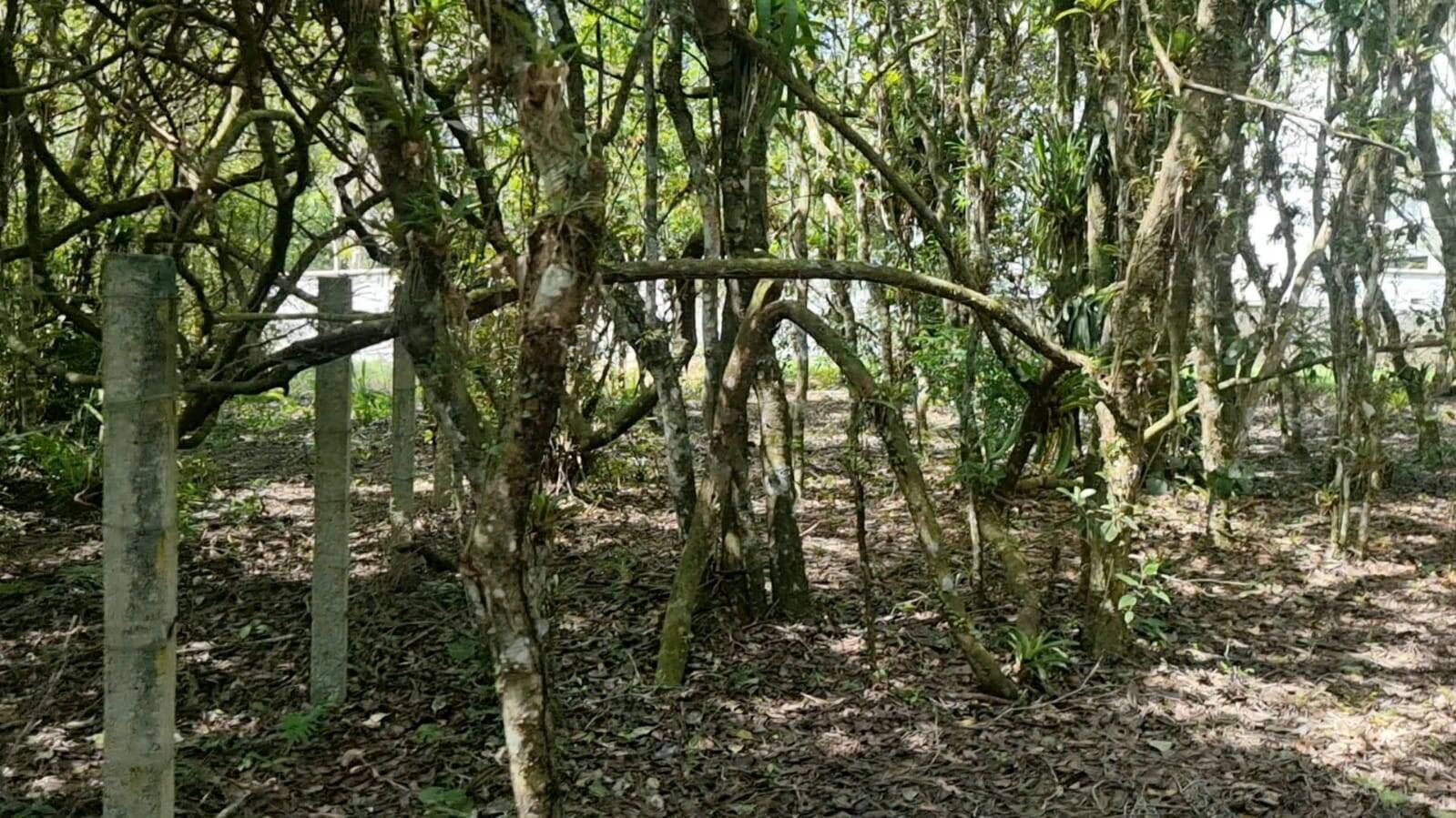 Chácara à venda com 2 quartos, 20793m² - Foto 15