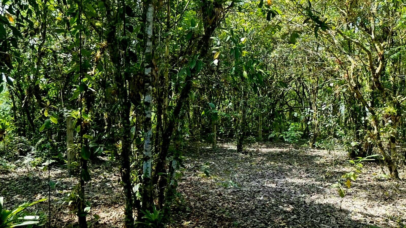 Chácara à venda com 2 quartos, 20793m² - Foto 20