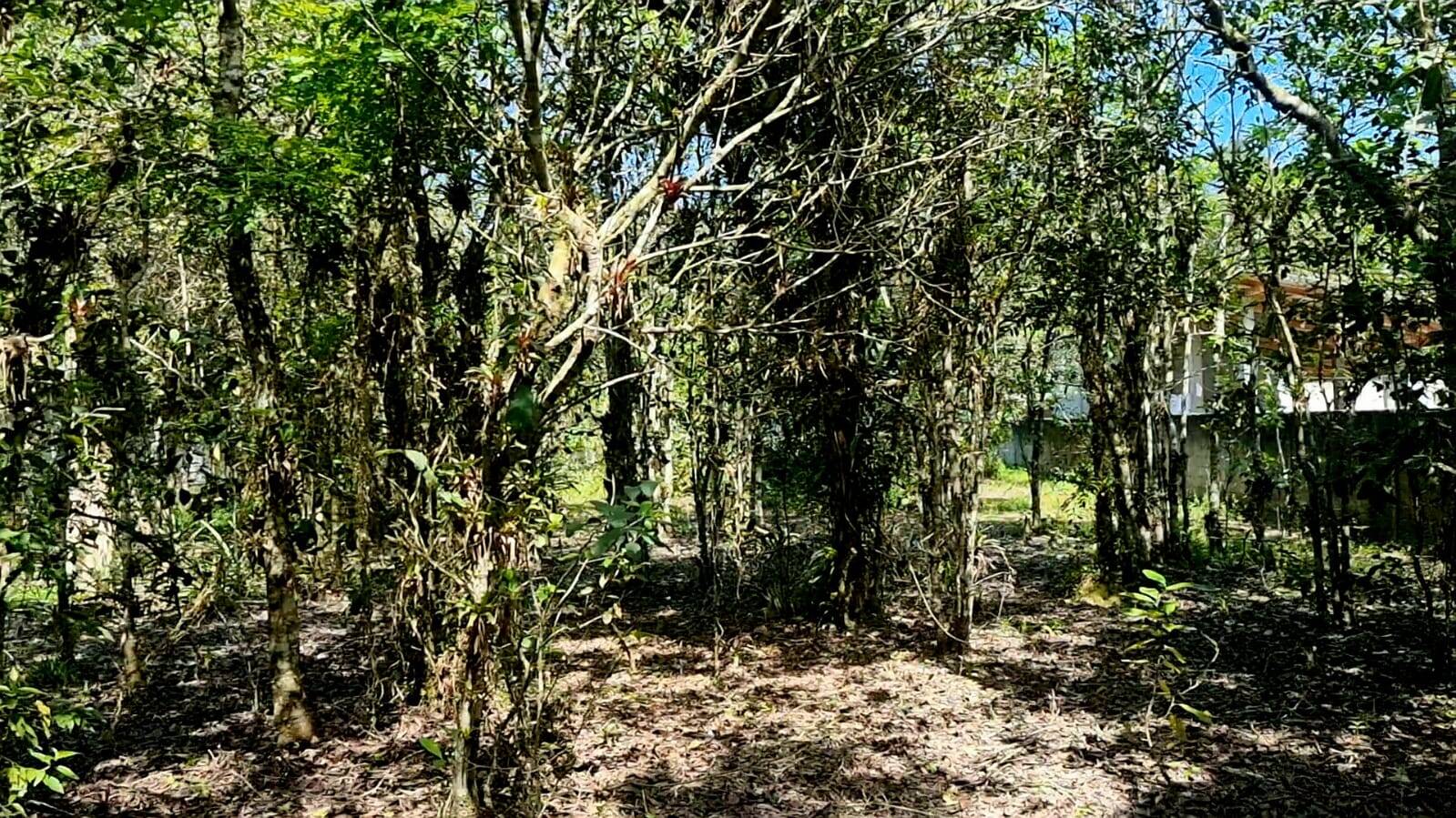 Chácara à venda com 2 quartos, 20793m² - Foto 21