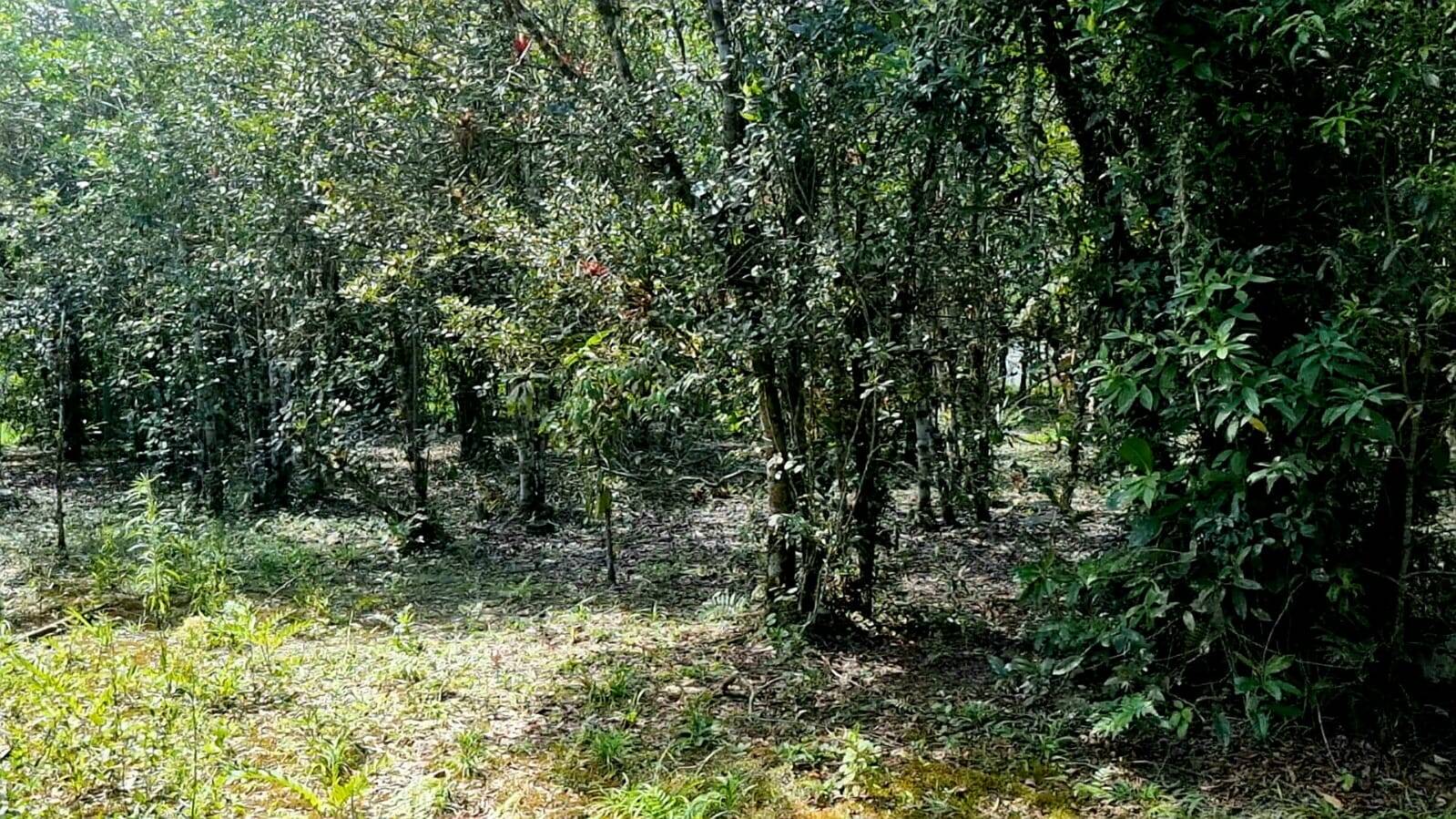 Chácara à venda com 2 quartos, 20793m² - Foto 22