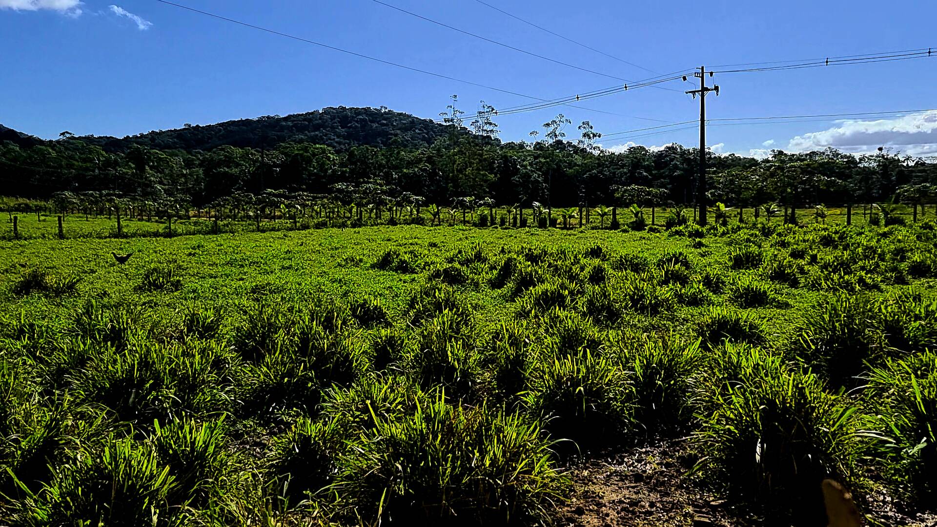 Chácara à venda com 3 quartos, 24500m² - Foto 50