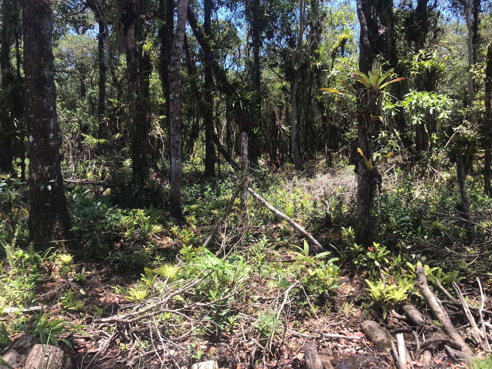 Terreno, 2450 m² - Foto 3