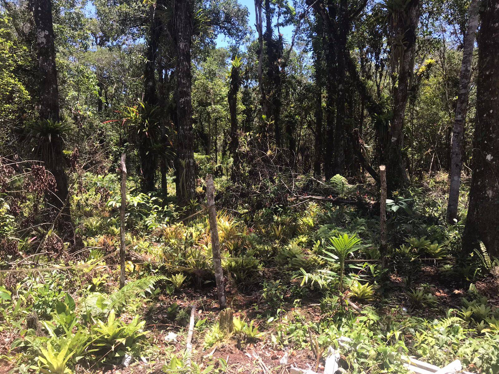 Terreno, 2450 m² - Foto 4