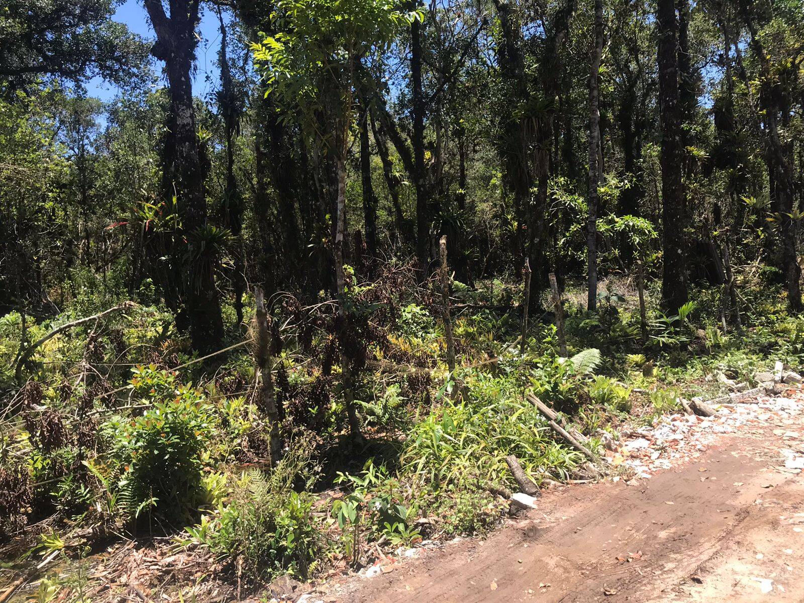 Terreno, 2450 m² - Foto 5