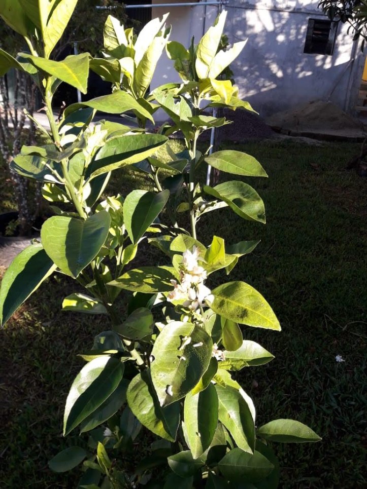 Casa, 390 m² - Foto 30