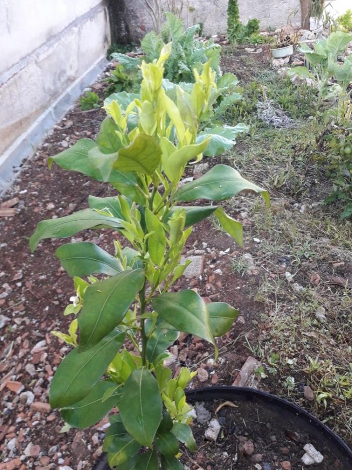 Casa, 390 m² - Foto 31