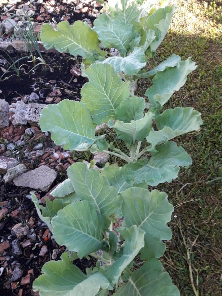 Casa, 390 m² - Foto 34