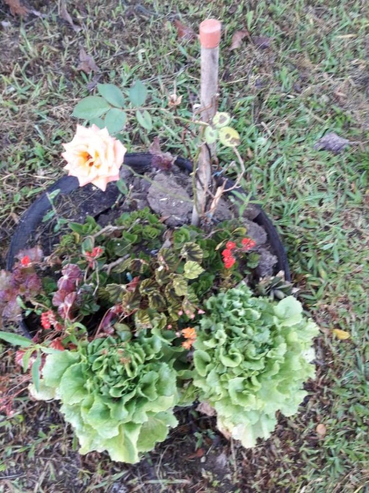 Casa, 390 m² - Foto 37