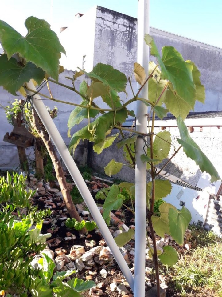 Casa, 390 m² - Foto 38