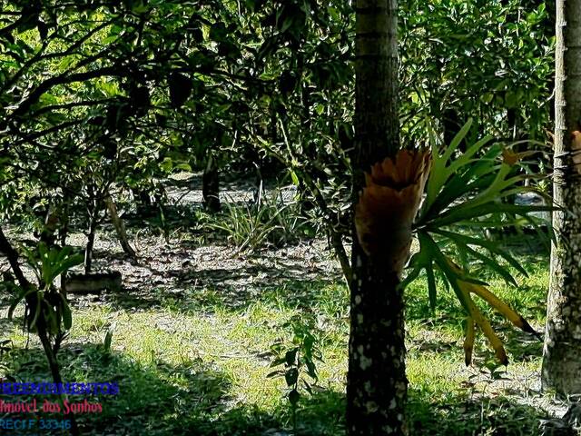 #131 - Chácara para Venda em Pontal do Paraná - PR - 2