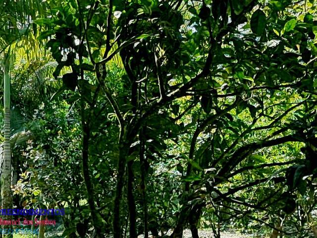 #131 - Chácara para Venda em Pontal do Paraná - PR