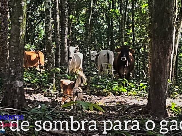 #148 - Chácara para Venda em Paranaguá - PR - 1