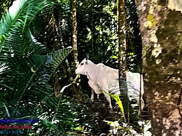 #148 - Chácara para Venda em Paranaguá - PR - 2