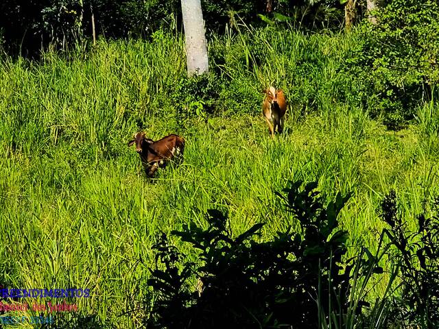 #148 - Chácara para Venda em Paranaguá - PR - 3